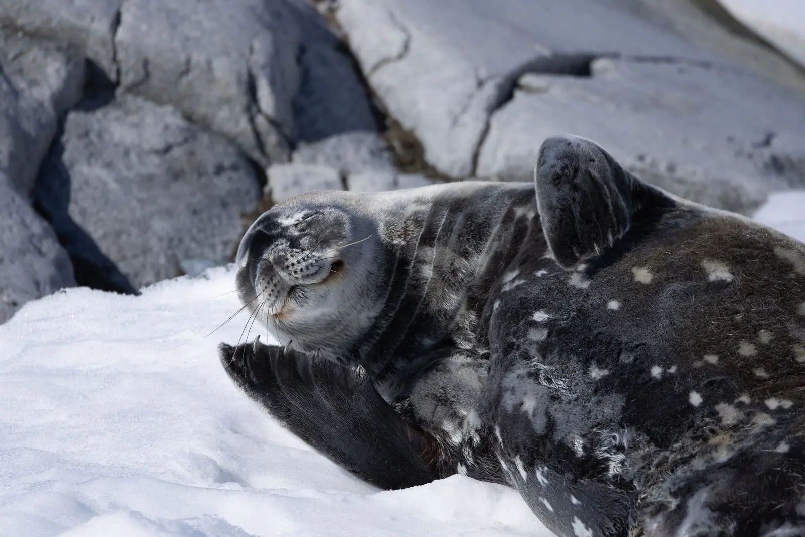 Weddell seal at rest