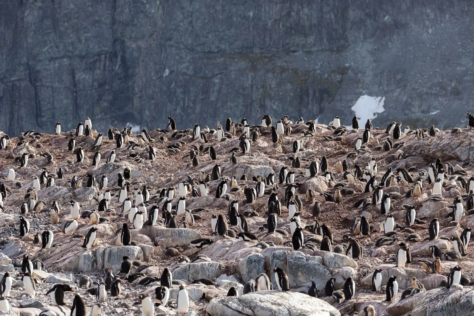 Penguin colonies