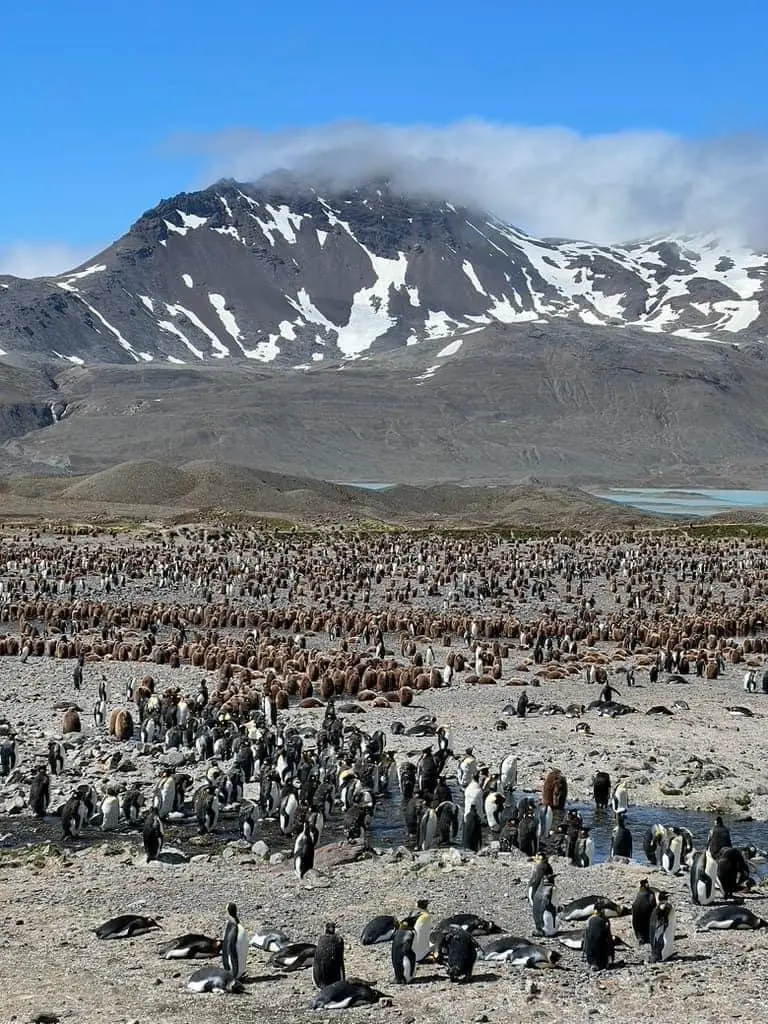 King penguins, South Georgia