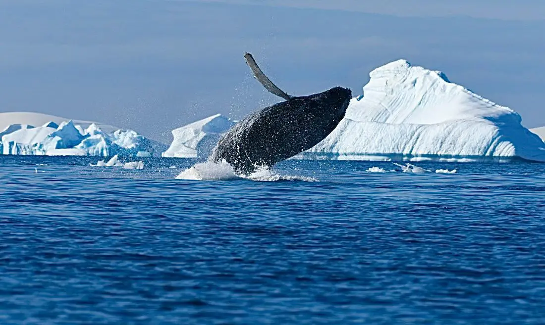 Humpback whales in the bay