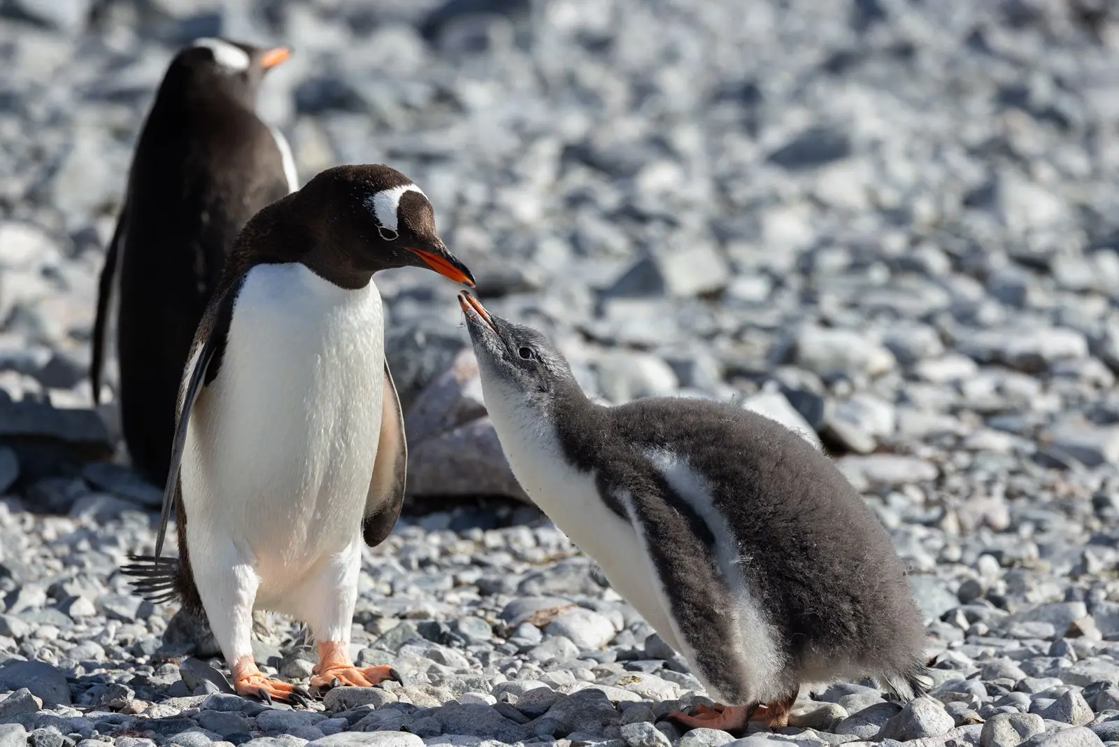 Gentoo parent & chick